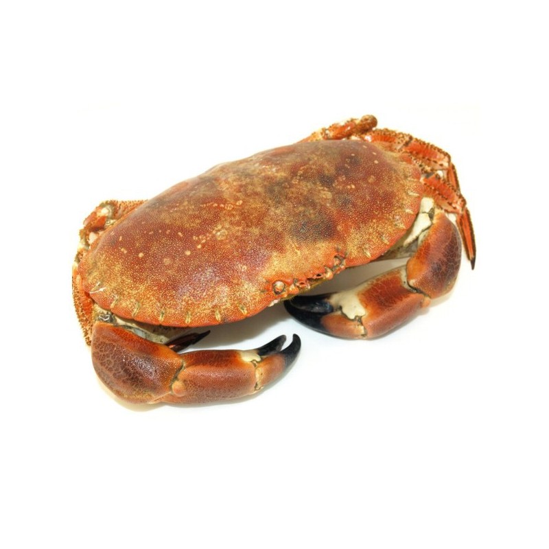 buey de mar rincon do mar venta online marisco gallego